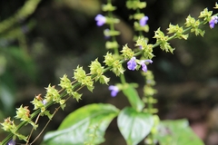 Salvia longispicata