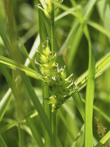 Carex idzuroei iNat (2)