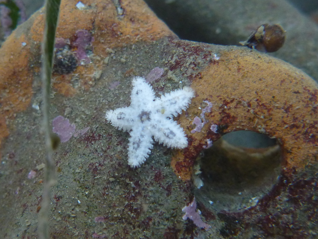 Pisaster brevispinus - Wikipedia