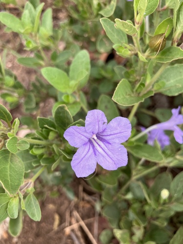 Veld Violet (Ruellia cordata)