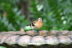 Pheucticus ludovicianus