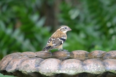 Pheucticus ludovicianus