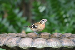 Pheucticus ludovicianus