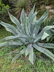 Agave salmiana