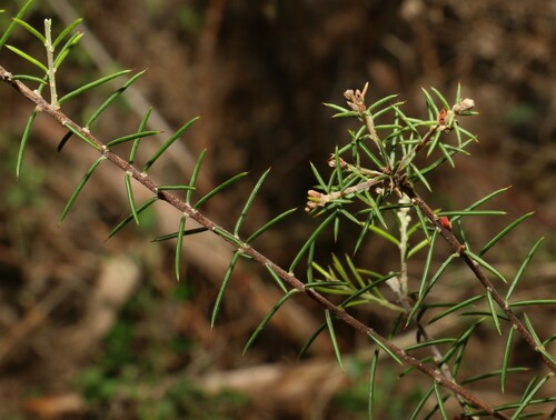 Image of Dillwynia sieberi by (c) Greg Tasney, some rights reserved (CC BY-SA)