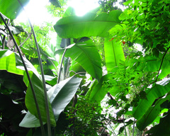 Phenakospermum guyannense