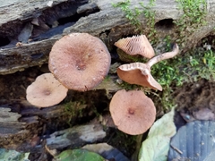 Lactarius rimosellus