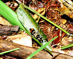 Hoplomutilla