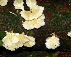 Cotylidia aurantiaca