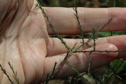Image of Maireana microphylla by (c) Greg Tasney, some rights reserved (CC BY-SA)