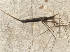 Ranatrinae