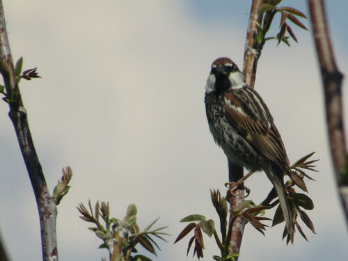 Spanish Sparrow (Passer hispaniolensis), photo 10