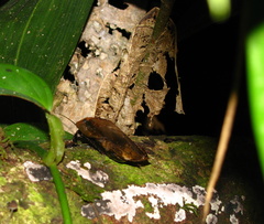 Blaberinae