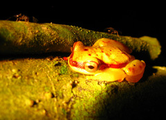Dendropsophus rhodopeplus