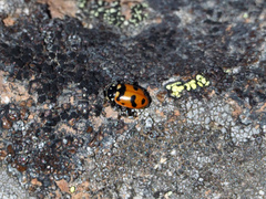 Hippodamia glacialis lecontei