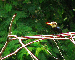 Brachygalba albogularis