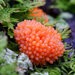 Red Raspberry Slime Mold - Photo (c) chofungi, some rights reserved (CC BY-NC)