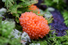 Red Raspberry Slime Mold - Photo (c) Cho Fungi, some rights reserved (CC BY-NC), uploaded by Cho Fungi