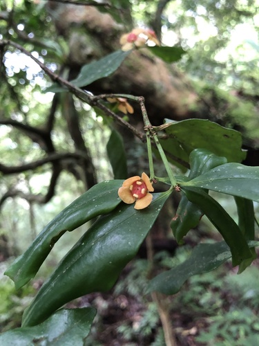 Euonymus tashiroi iNat (3)