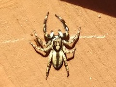 Menemerus bivittatus