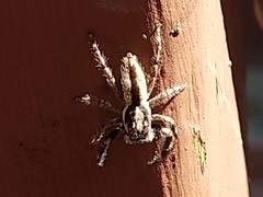 Menemerus bivittatus