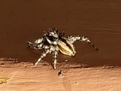 Menemerus bivittatus