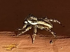 Menemerus bivittatus