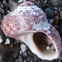 Modelia granosa
