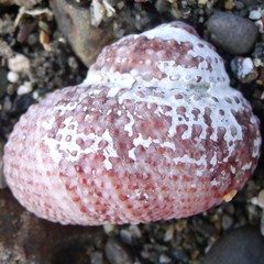 Modelia granosa