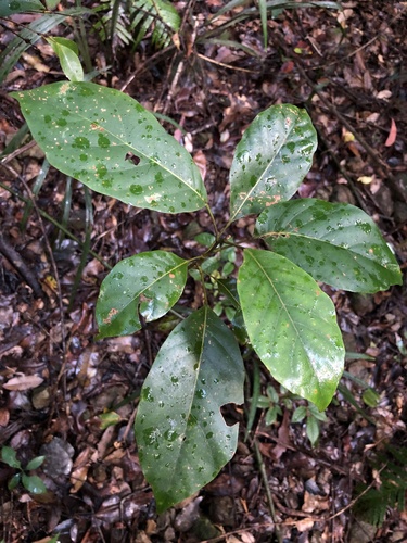 Elaeocarpus sedentarius
