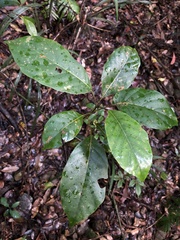 Elaeocarpus sedentarius