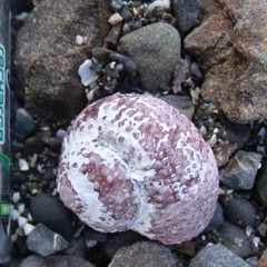 Modelia granosa