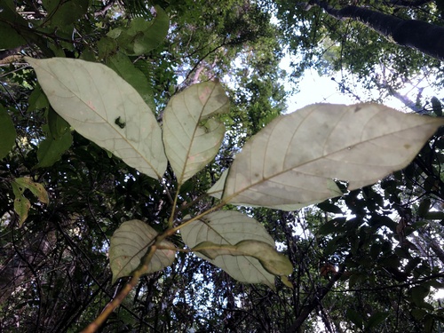 Elaeocarpus sedentarius, photograph 1