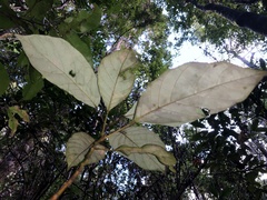 Elaeocarpus sedentarius, photograph Samuel Frankel, CC BY, iNaturalist via GBIF