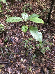 Elaeocarpus sedentarius, photograph Samuel Frankel, CC BY, iNaturalist via GBIF