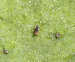 Hesperolabops gelastops