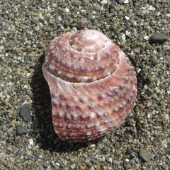 Modelia granosa
