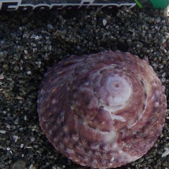 Modelia granosa