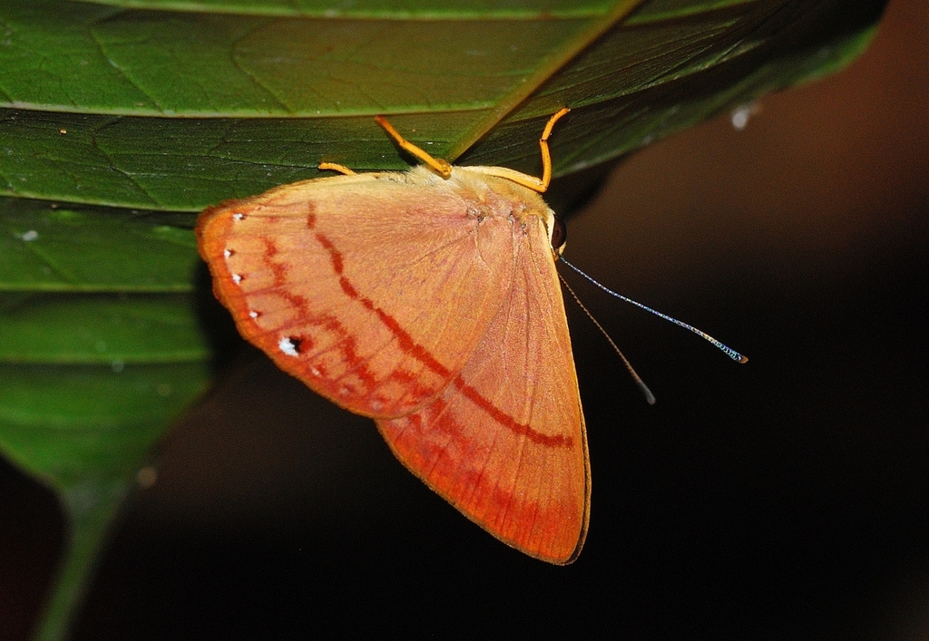 Erythia euhemerus