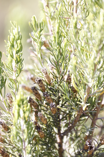 Lesotho Perdekaroo (Oedera dieterlenii)