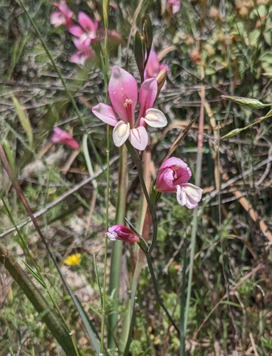 Image of Three-leaved Gladiolus by (c) Denis Otkydach, some rights reserved (CC BY)