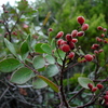 Evergreen Sumac - Photo (c) Gravitywave, some rights reserved (CC BY-NC-SA)