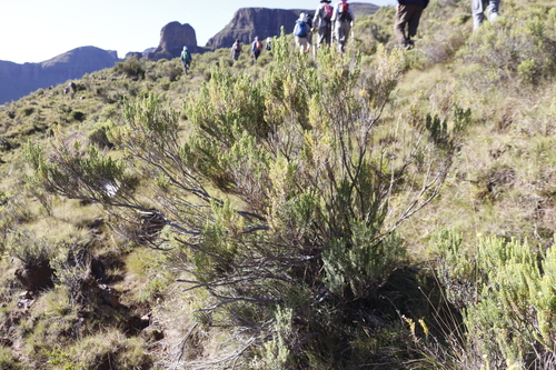 Image of Oedera dieterlenii by (c) Tony Rebelo, some rights reserved (CC BY-SA)