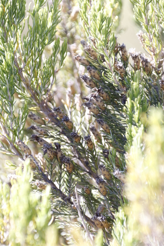 Image of Oedera dieterlenii by (c) Tony Rebelo, some rights reserved (CC BY-SA)