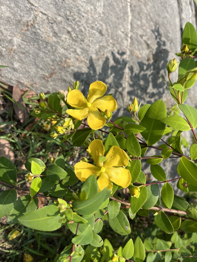 Hypericum formosanum (Hypericum formosanum)