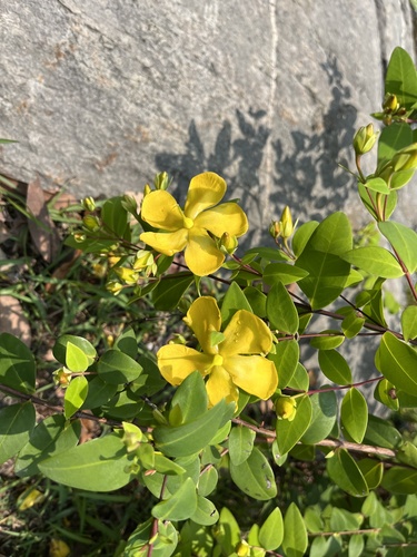 Hypericum formosanum (Hypericum formosanum)