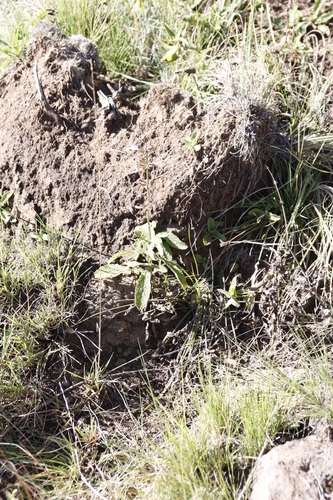 Image of Salvia repens by (c) Tony Rebelo, some rights reserved (CC BY-SA)
