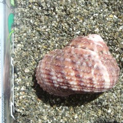 Modelia granosa