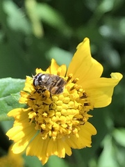 Copestylum tamaulipanum