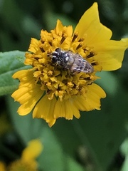 Copestylum tamaulipanum